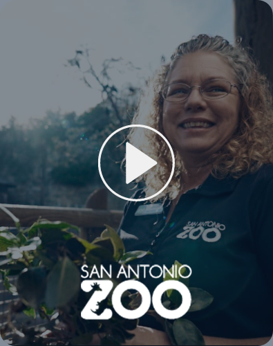 San Antonio Zoo employee feeding a giraffe.